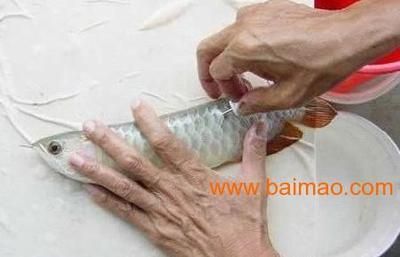 龍魚芯片號碼的數字怎么解讀（龍魚芯片號碼的數字解讀）