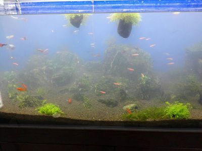 龍魚適合用什么濾材（養龍魚選擇合適的濾材對于維持水質至關重要）