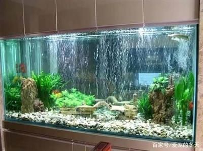 龍魚適合用什么濾材（養龍魚選擇合適的濾材對于維持水質至關重要）
