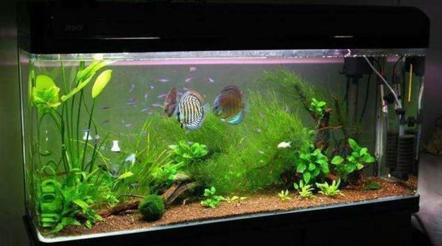 過背金龍魚多久發色（過背金龍魚發色時間）