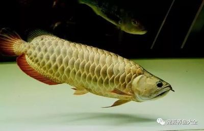 龍魚翻肚搶救方法：龍魚翻肚搶救方法詳解，龍魚翻肚搶救方法詳細信息