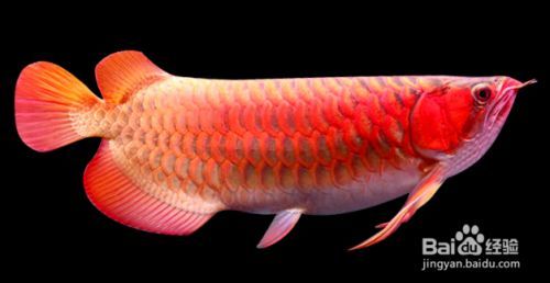 龍魚翻肚搶救方法：龍魚翻肚搶救方法詳解，龍魚翻肚搶救方法詳細信息