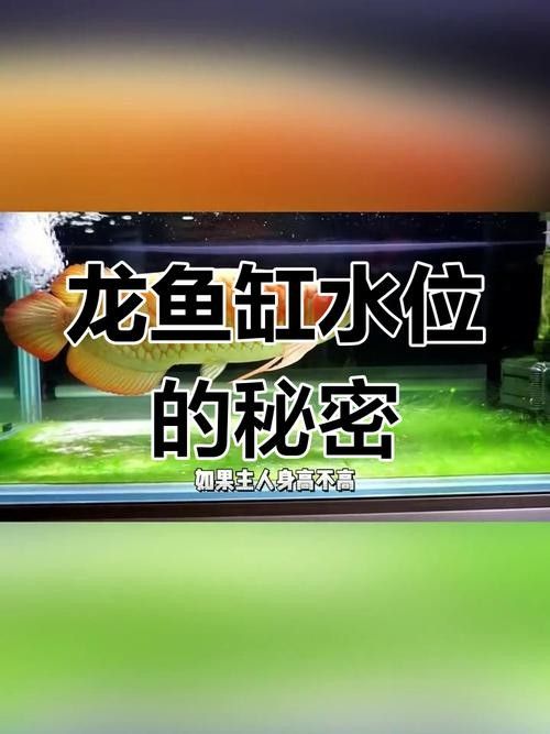 龍魚(yú)缸水位多高合適圖片