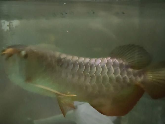 龍魚(yú)缸水位多高合適圖片