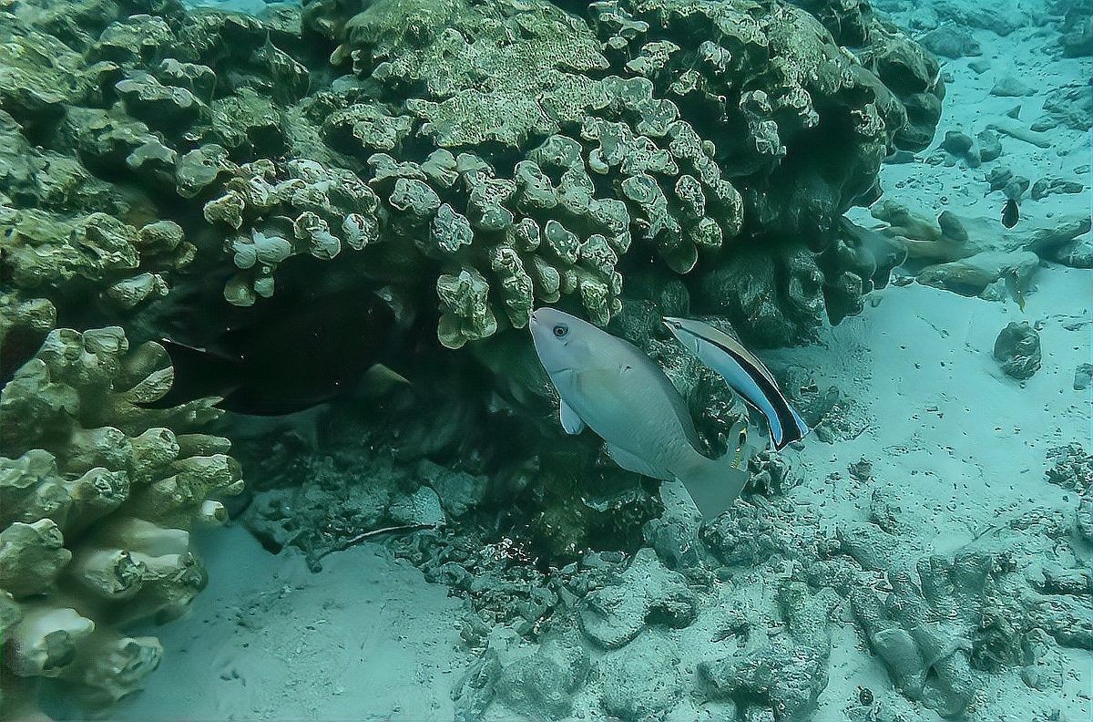 龍魚(yú)缸水位多高合適圖片