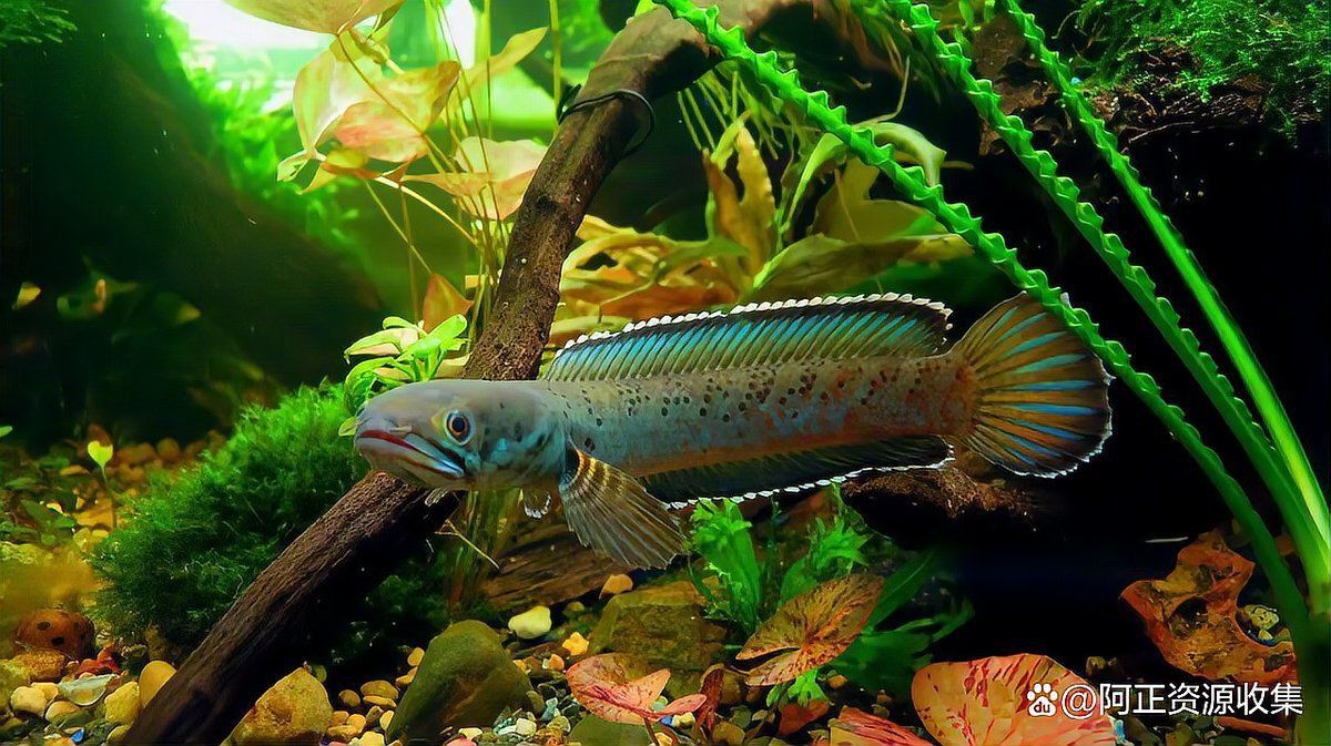 雷龍魚怎么訓練