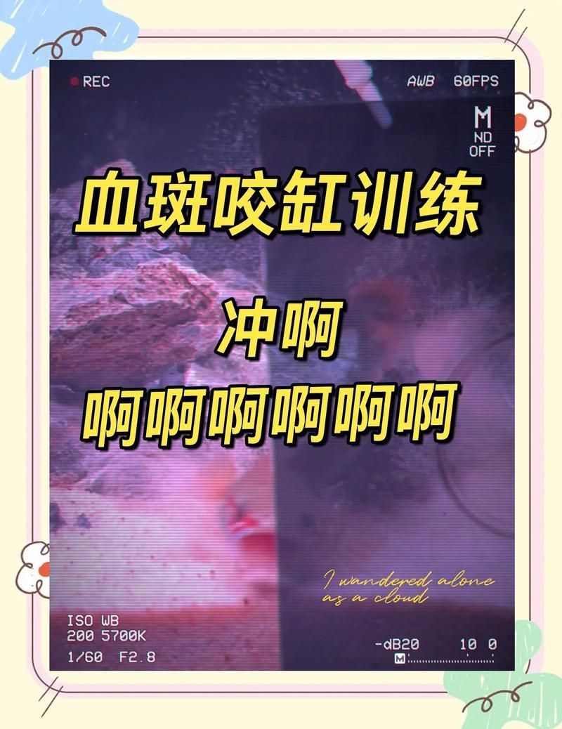雷龍魚怎么訓練