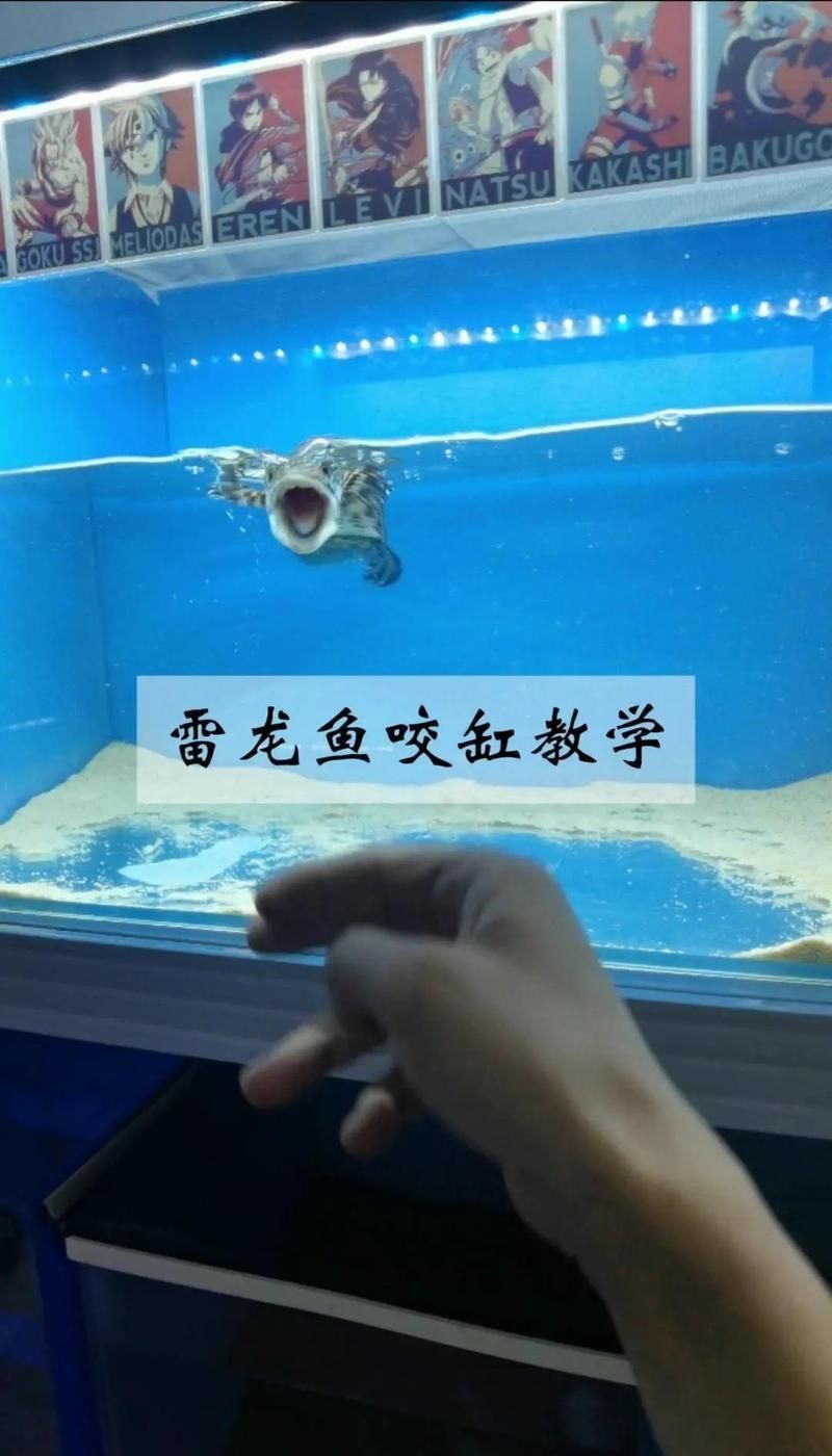 雷龍魚怎么訓練