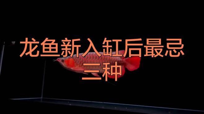如何幫助龍魚更快適應新環境？