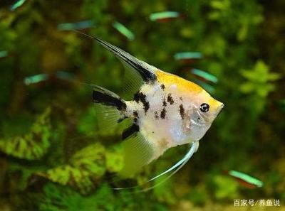 龍魚一個月不吃東西能活多久呀：龍魚一個月不吃東西會死亡嗎？