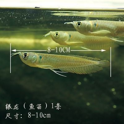 銀龍魚苗日常護(hù)理技巧：銀龍魚苗的日常護(hù)理