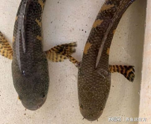 酒紅雷龍魚怎么分公母（如何區(qū)分酒紅雷龍魚的性別）