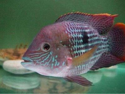 皇冠狗頭混養龍魚：皇冠狗頭與龍魚混養