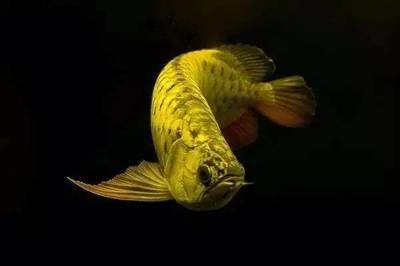 金龍魚用黃燈對爬背魚有用嗎：金龍魚使用黃燈對爬背魚有用嗎
