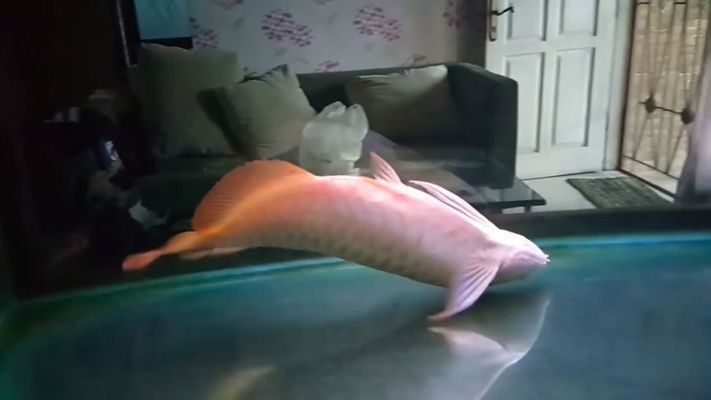 龍魚喂活魚前怎么處理（龍魚喂食前需對活魚進行適當處理）