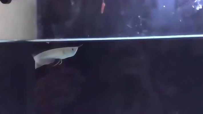 新買的龍魚不吃小魚仔怎么辦？：新買的小龍魚不吃東西怎么辦？