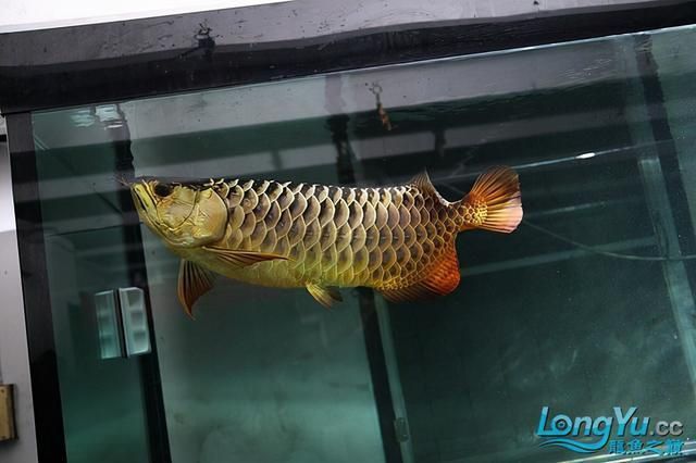 新買的龍魚不吃小魚仔怎么辦？：新買的小龍魚不吃東西怎么辦？