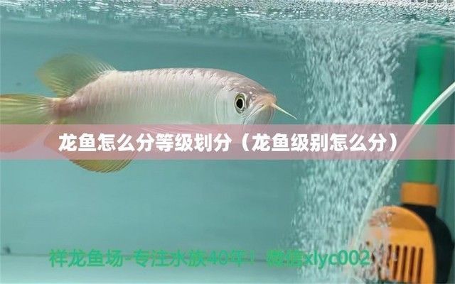 龍魚品級劃分標準是什么意思：龍魚的品級劃分標準