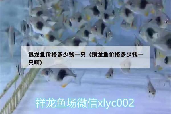 銀龍魚市場價格比較研究：銀龍魚市場價格對比，銀龍魚品種價格對比銀龍魚購買渠道推薦