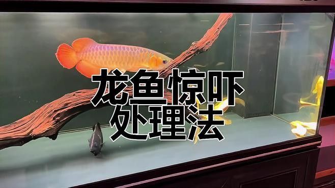 龍魚應(yīng)激反應(yīng)有哪些表現(xiàn)？