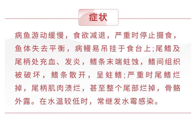 龍魚 爛尾：如何改善龍魚飼養環境，龍魚爛尾的自然療法