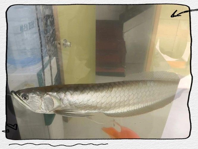 銀龍魚最大能長到多大圖片