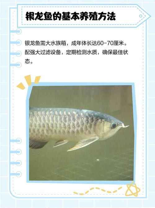銀龍魚最大能長到多大圖片