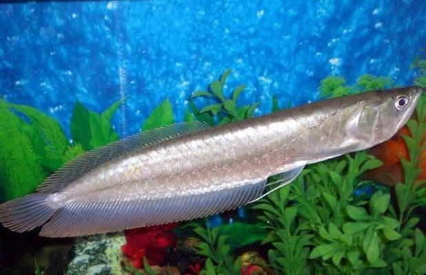 銀龍魚最大能長到多大圖片