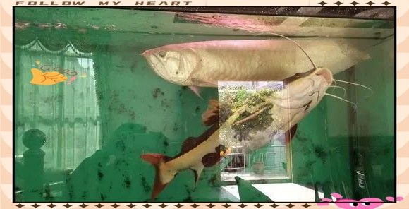 銀龍魚最大能長到多大圖片