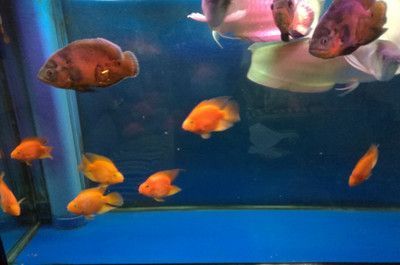 龍魚和鸚鵡魚混養：鸚鵡魚和鸚鵡魚混養需要注意什么，龍魚和鸚鵡魚混養需要注意什么