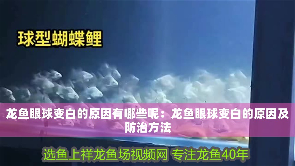 龍魚眼球變白的原因有哪些呢：龍魚眼球變白的原因及防治方法