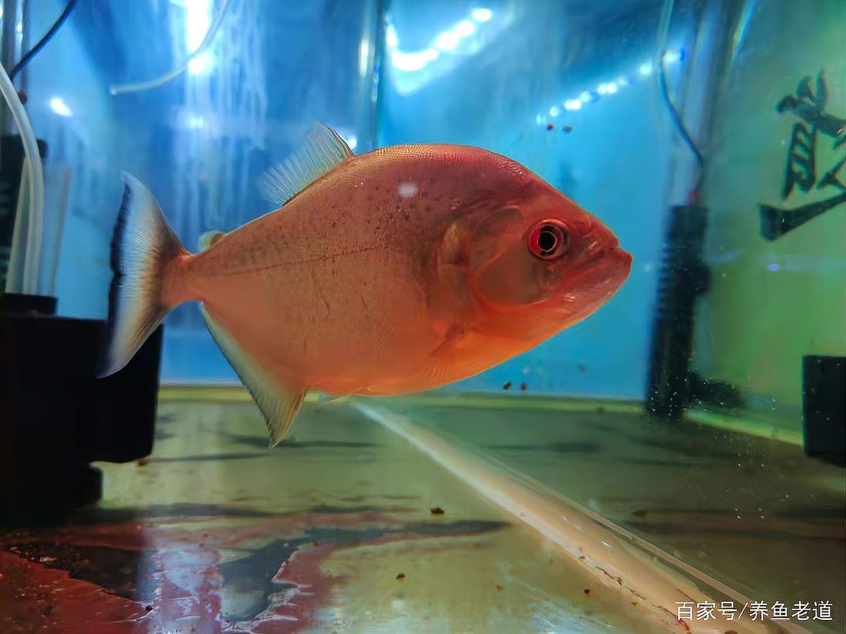 龍魚真菌感染期間需要停食嗎？