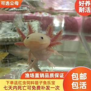 六角恐龍魚(yú)價(jià)錢(qián)貴嗎（六角恐龍魚(yú)價(jià)格因地區(qū)和市場(chǎng)而異，六角恐龍魚(yú)養(yǎng)殖難度大嗎）