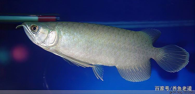 星點龍魚和銀龍魚哪個更受歡迎？