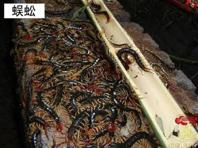 養龍魚喂蜈蚣可以嗎：喂食蜈蚣給成年龍魚有好處