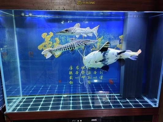 魚缸水換新的還渾濁（如何快速恢復魚缸硝化系統魚缸水渾濁的自然解決方法魚缸過濾系統維護技巧減少魚缸污染的有效措施）