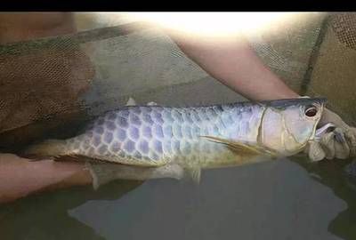 龍魚的屎什么樣：龍魚的糞便顏色變化的原因