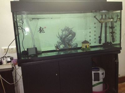 養(yǎng)龍魚最好的魚缸是什么品牌的（適合養(yǎng)龍魚的魚缸品牌：森森sunsun森森sunsun）