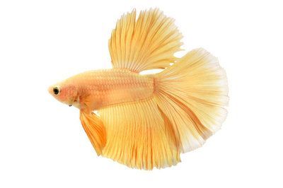 白色金龍魚寓意著什么：白色金龍魚在風(fēng)水文化中具有獨(dú)特的寓意和象征意義 白色金龍魚寓意著什么：白色金龍魚在風(fēng)水文化中具有獨(dú)特的寓意和象征意義 龍魚百科 第3張