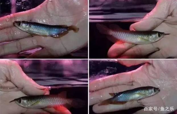 如何挑選紅龍魚第一眼，如何挑選紅龍魚