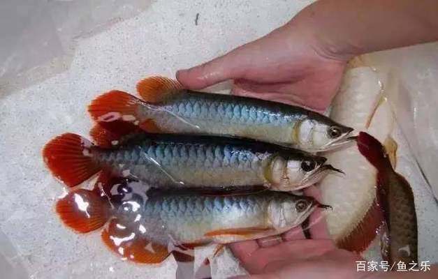 如何挑選紅龍魚第一眼，如何挑選紅龍魚
