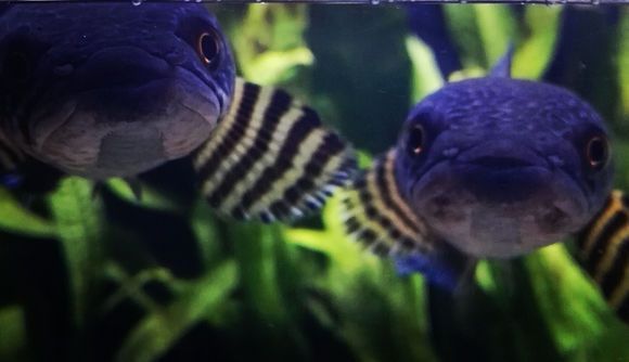 黃金眼鏡蛇雷龍魚配對方法：黃金眼鏡蛇雷龍魚怎么配對