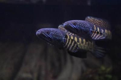 黃金眼鏡蛇雷龍魚配對方法：黃金眼鏡蛇雷龍魚怎么配對