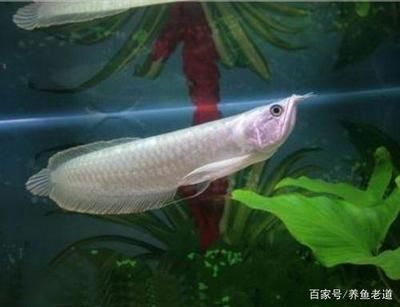 龍魚入缸一個月不吃食正常嗎：龍魚入缸一個月不吃食正常嗎，