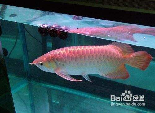 紅龍魚為什么黃皮不吃東西：為什么紅龍魚不吃東西
