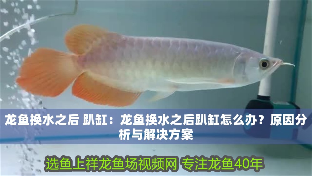龍魚換水之后 趴缸：龍魚換水之后趴缸怎么辦？原因分析與解決方案