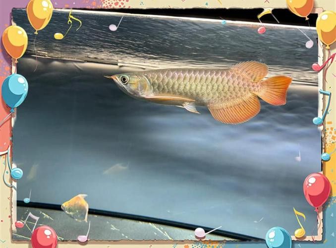 金龍魚褪色