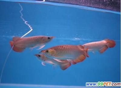 紅龍魚能人工繁殖嗎：紅龍魚可以進行人工繁殖嗎