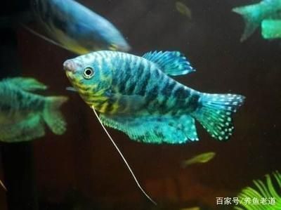 龍魚觀賞魚市場價多少，龍魚觀賞魚市場價格波動原因龍魚品種鑒賞指南