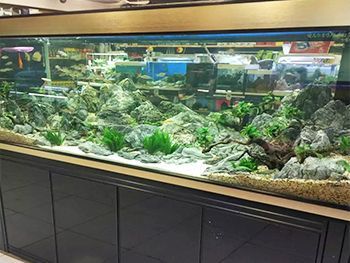 祥龍魚場水族館加盟條件（“祥龍魚場水族館”加盟條件）